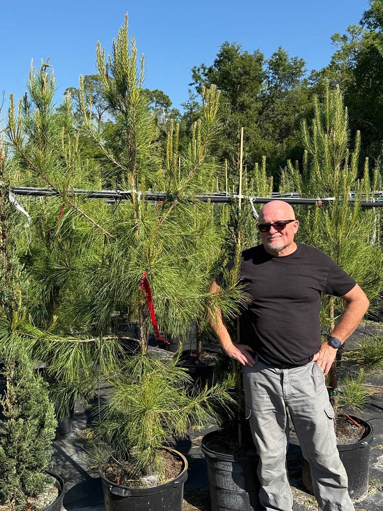 pinus-elliottii-slash-pine