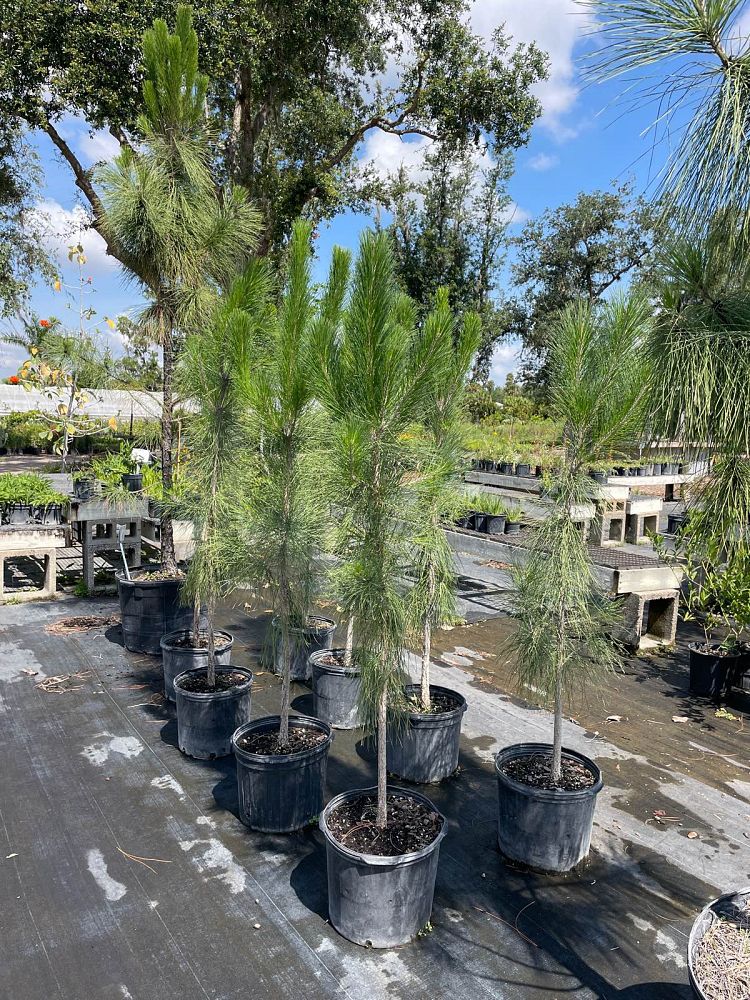 pinus-elliottii-slash-pine