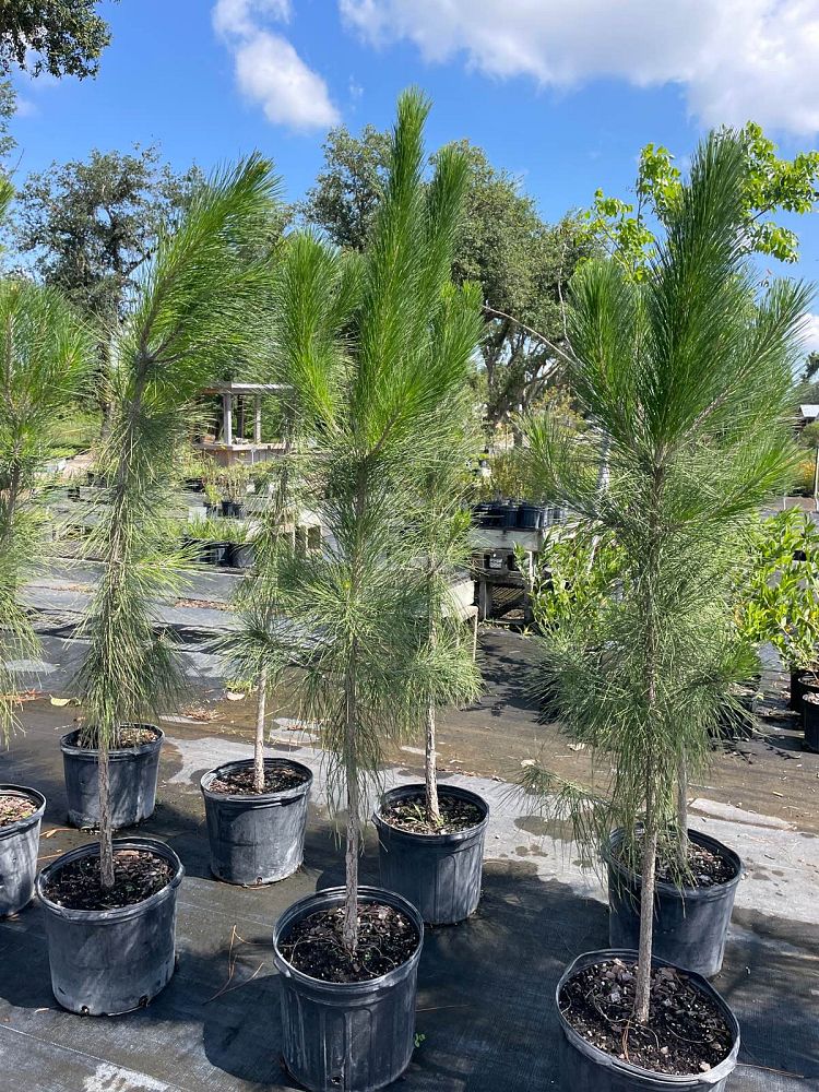 pinus-elliottii-slash-pine