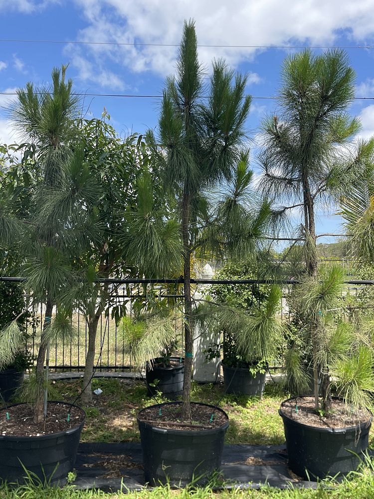 pinus-elliottii-slash-pine