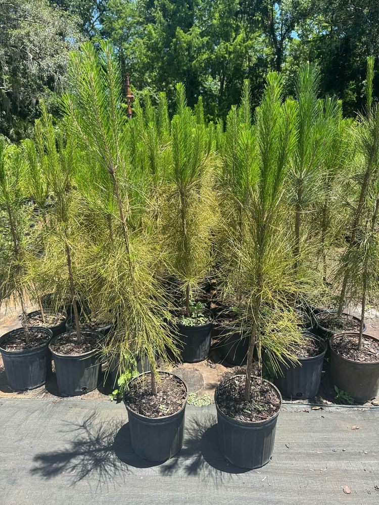 pinus-elliottii-slash-pine