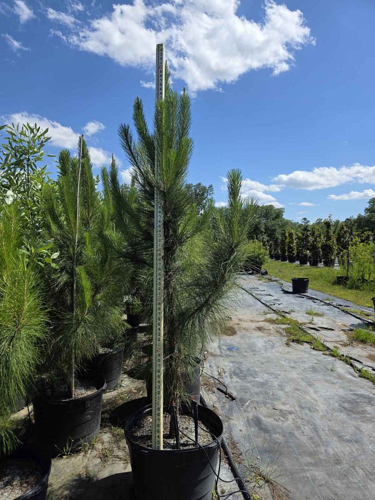 pinus-elliottii-slash-pine