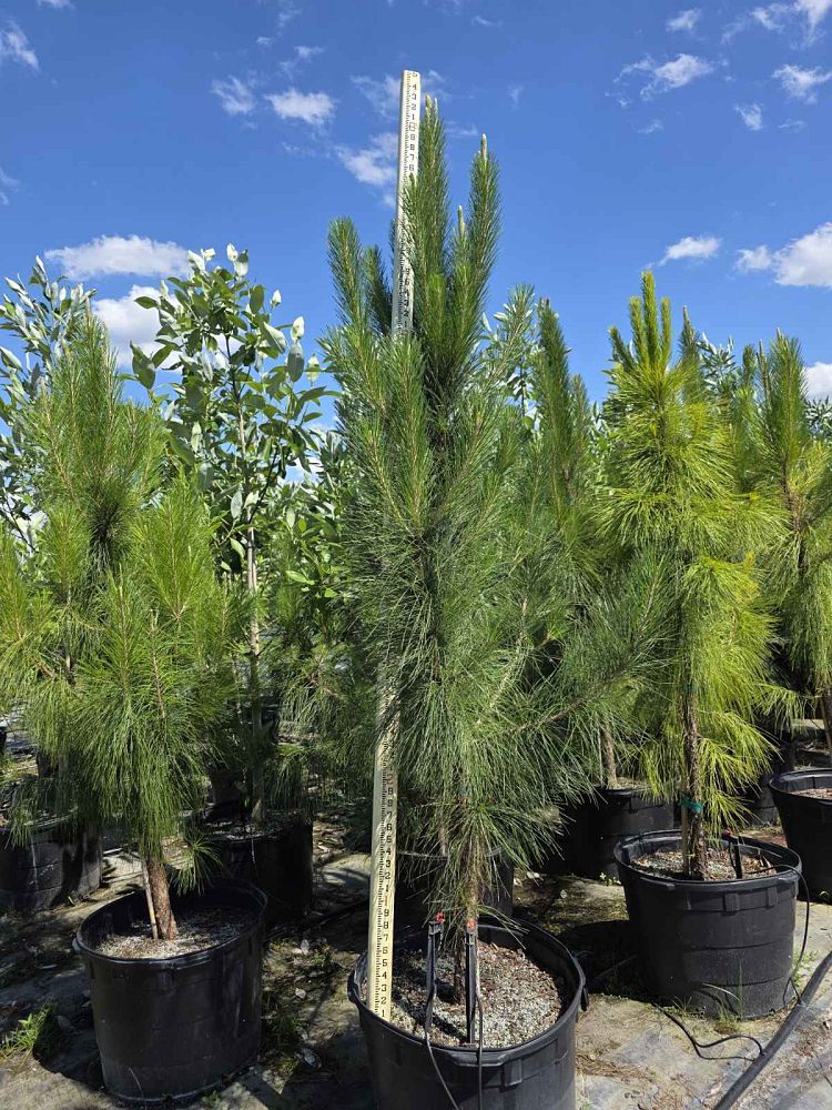 pinus-elliottii-slash-pine