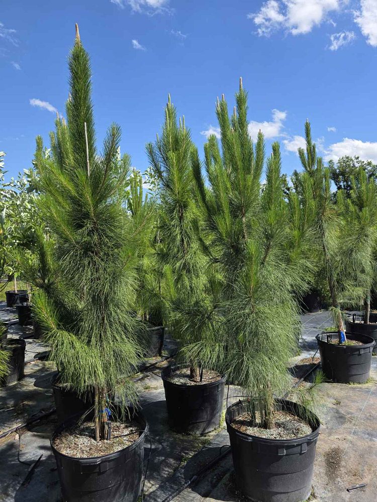 pinus-elliottii-slash-pine