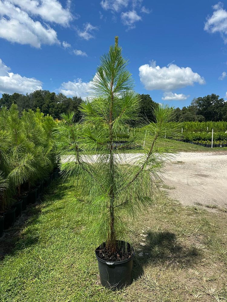 pinus-elliottii-slash-pine