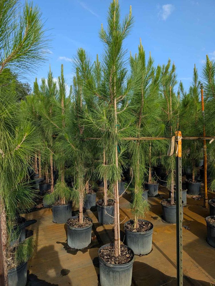 pinus-elliottii-slash-pine