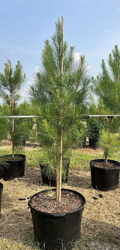 pinus-elliottii-slash-pine