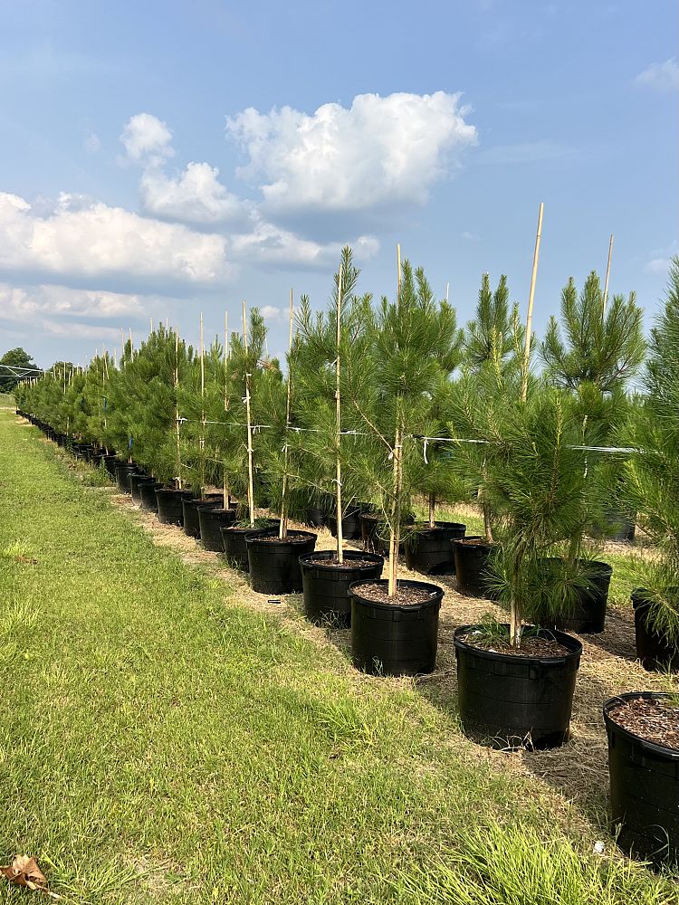 pinus-elliottii-slash-pine