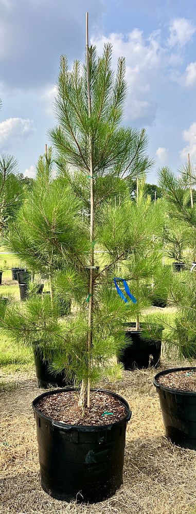 pinus-elliottii-slash-pine