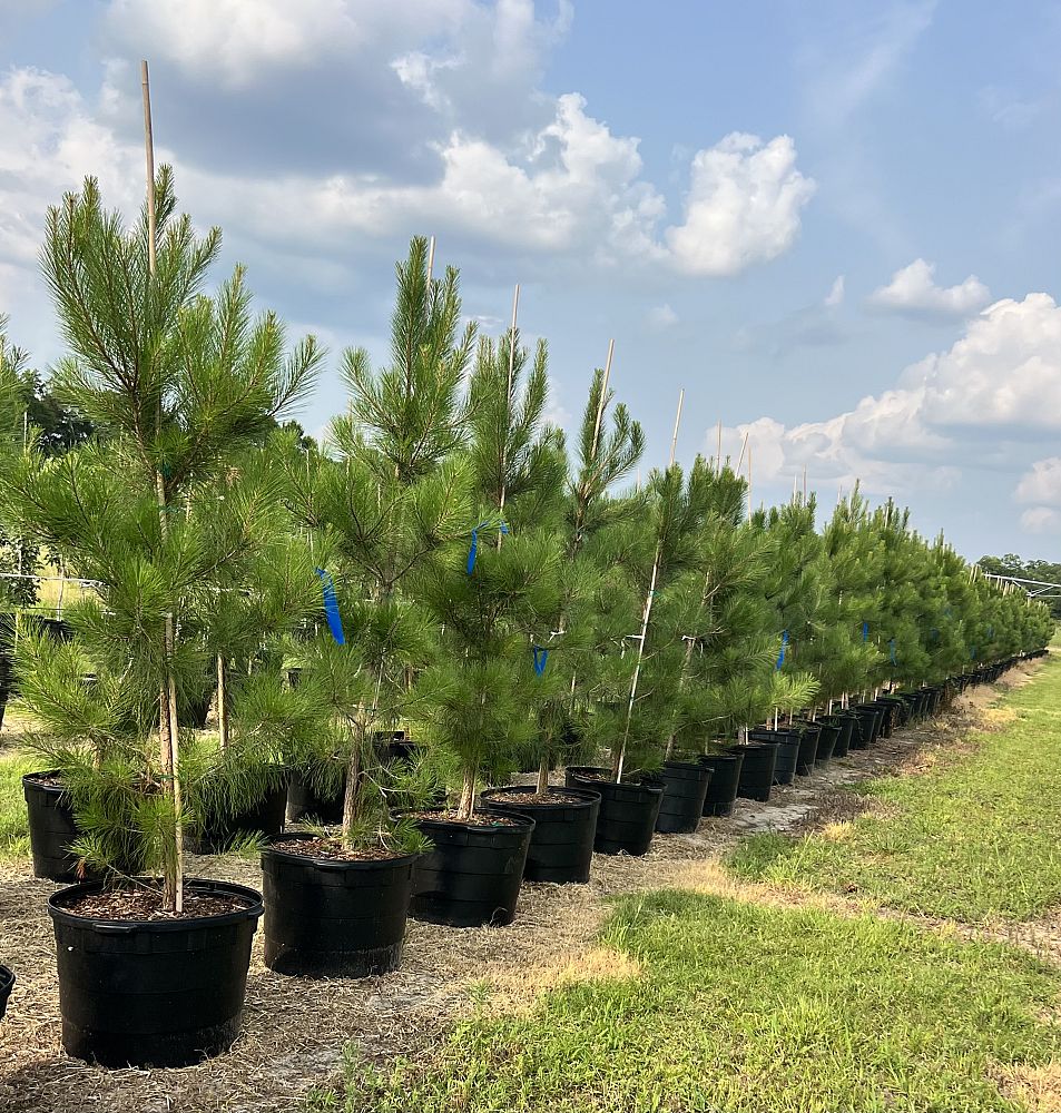 pinus-elliottii-slash-pine