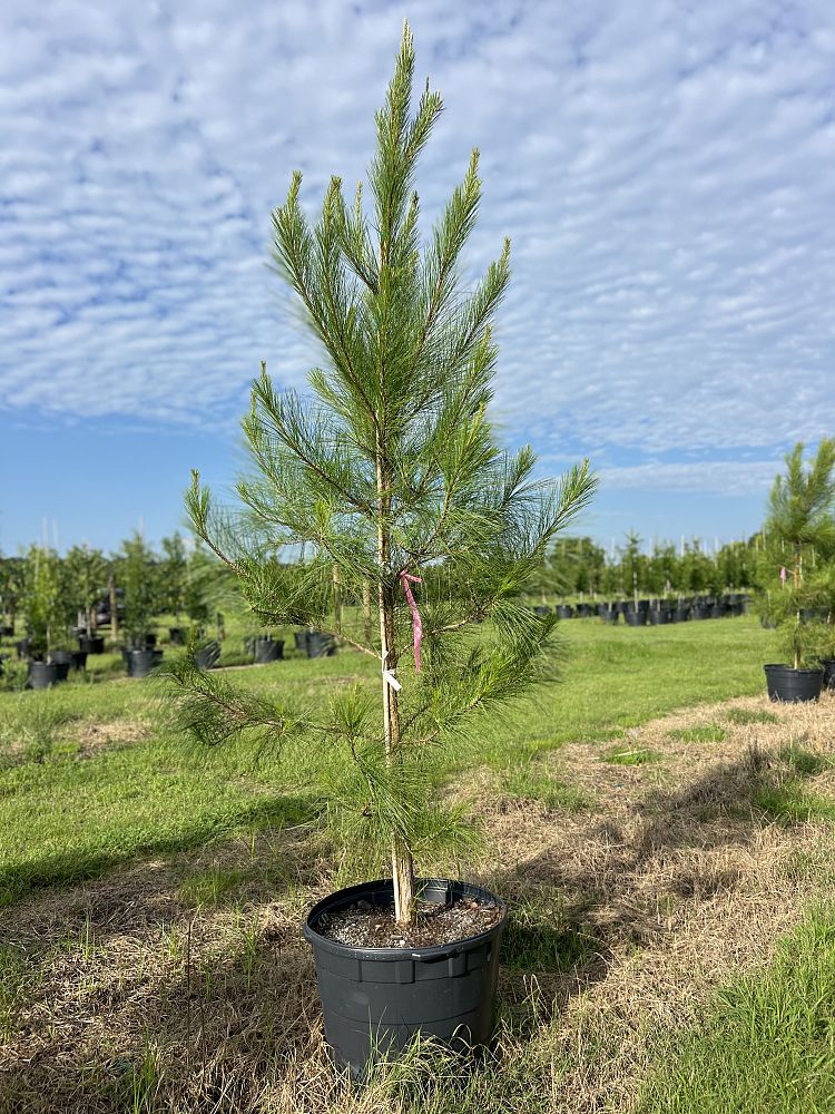 pinus-elliottii-slash-pine