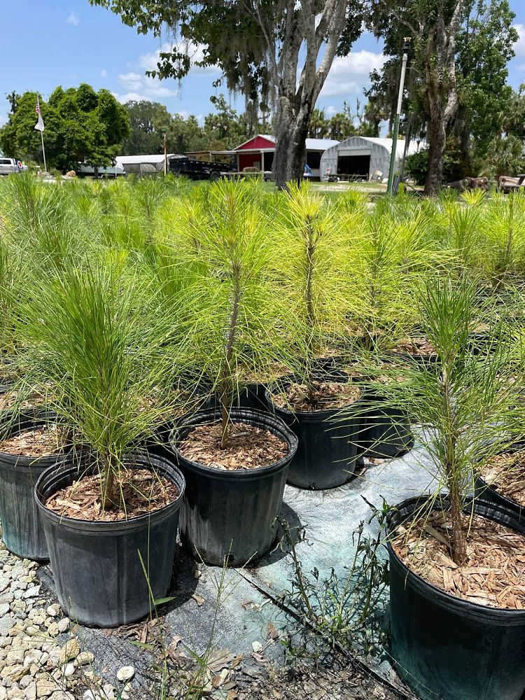 pinus-elliottii-slash-pine