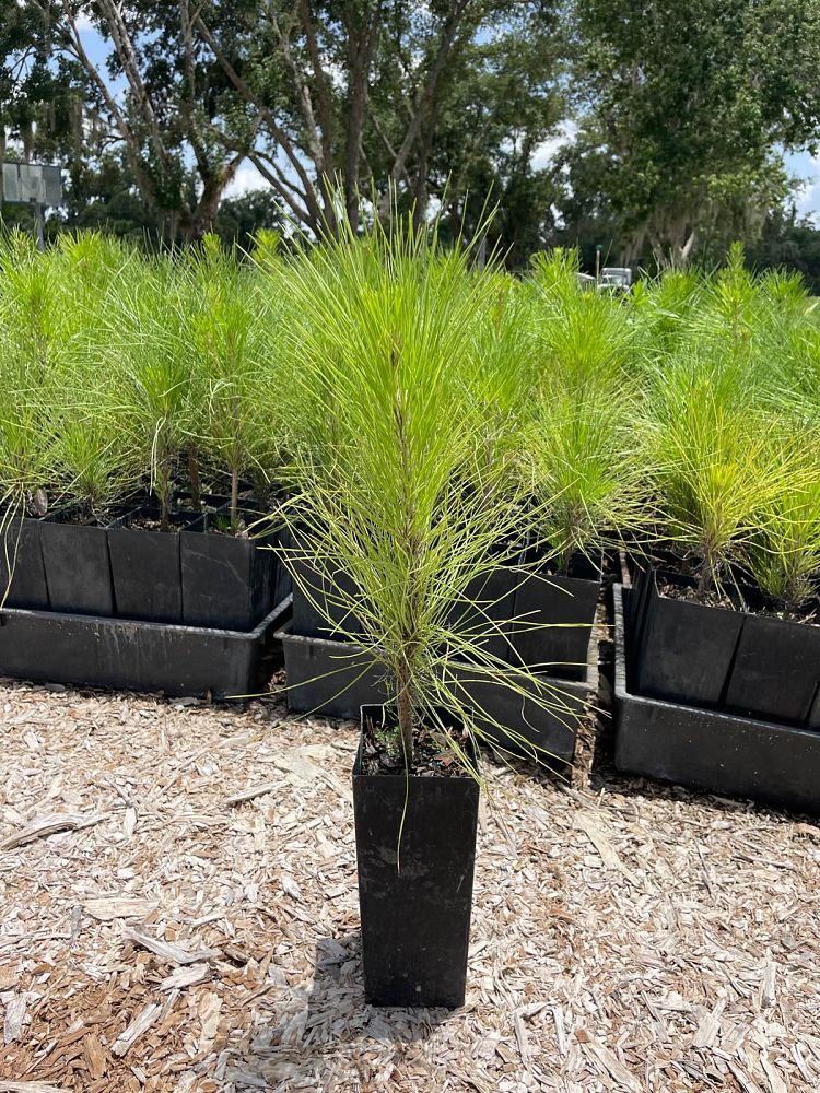 pinus-elliottii-slash-pine