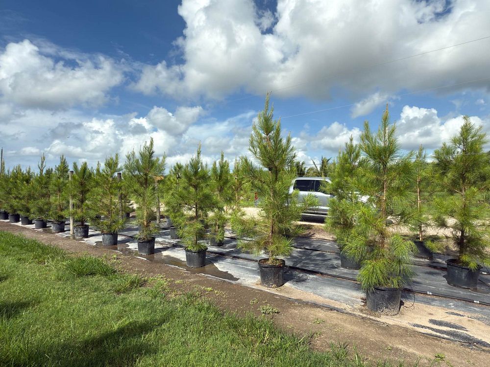 pinus-elliottii-slash-pine