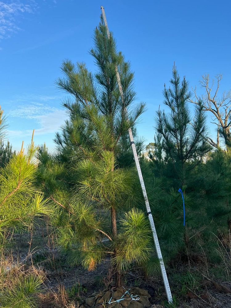 pinus-elliottii-slash-pine