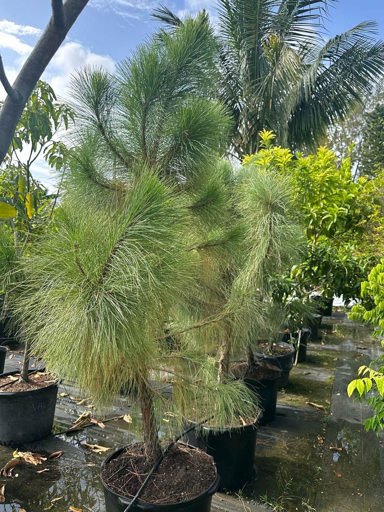 pinus-elliottii-slash-pine