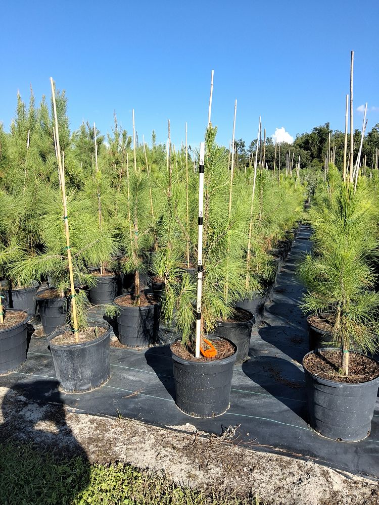 pinus-elliottii-slash-pine