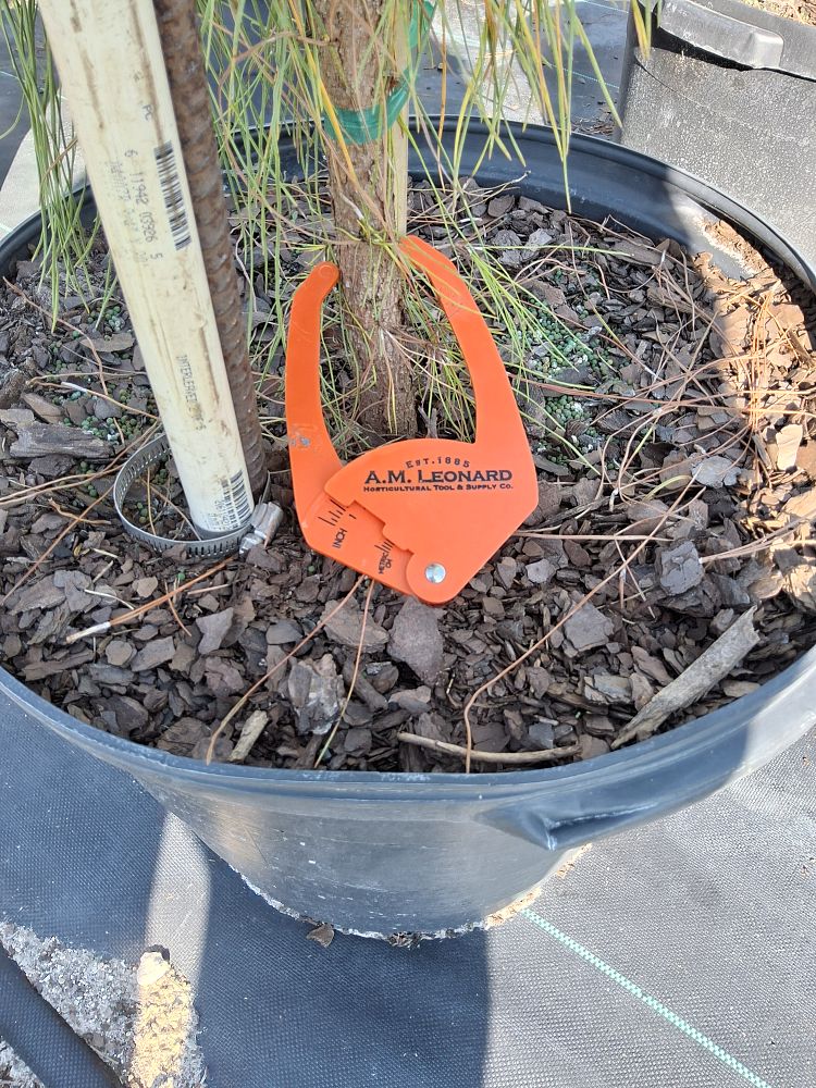 pinus-elliottii-slash-pine