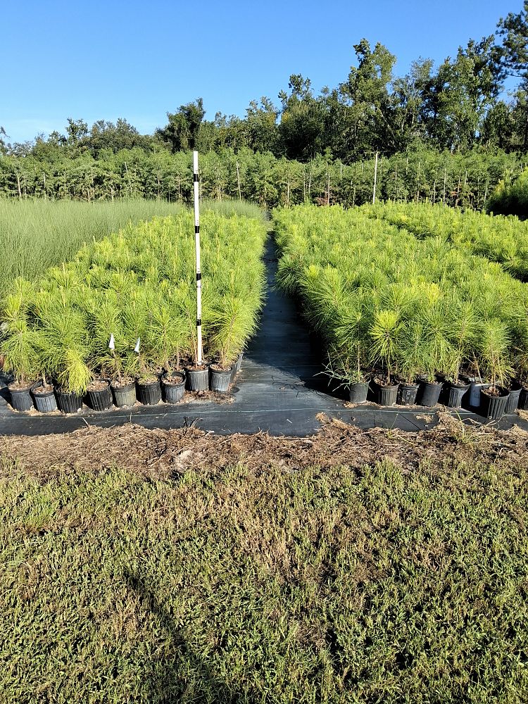 pinus-elliottii-slash-pine