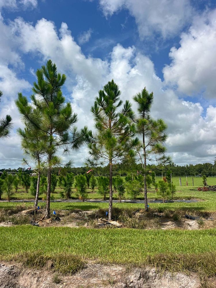 pinus-elliottii-slash-pine