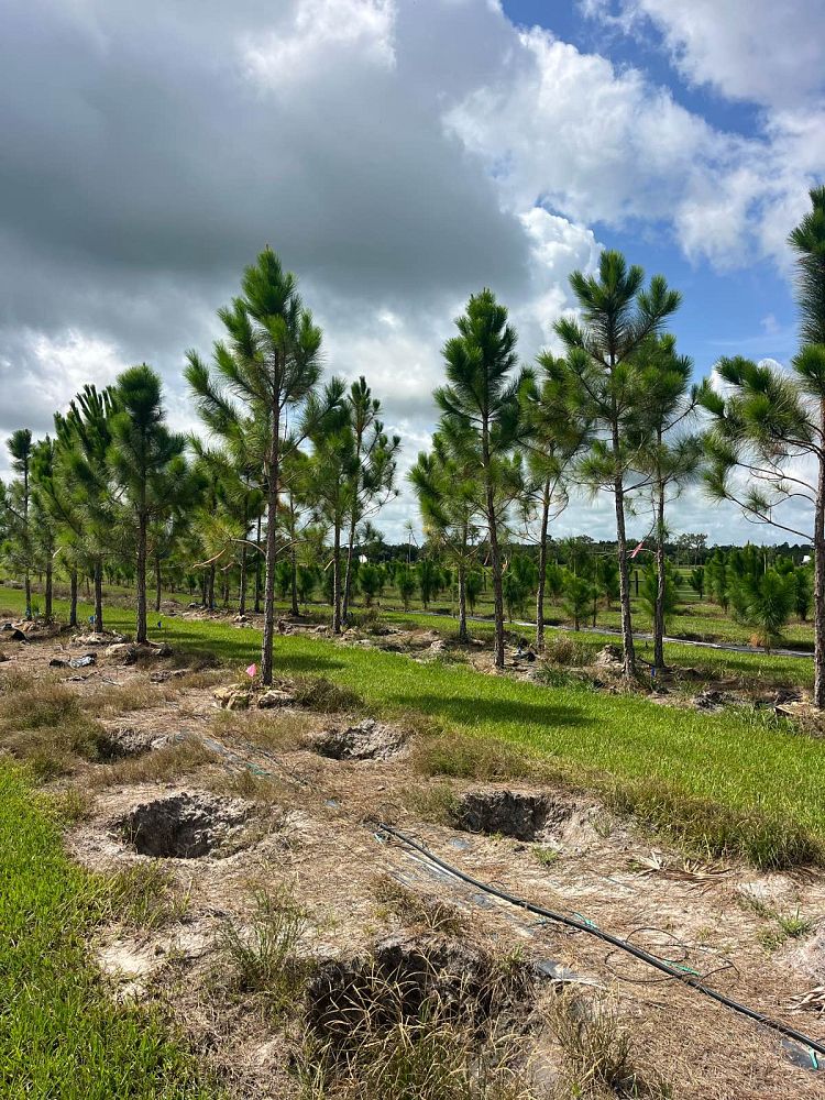 pinus-elliottii-slash-pine