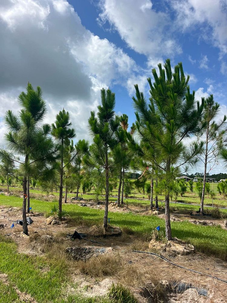 pinus-elliottii-slash-pine