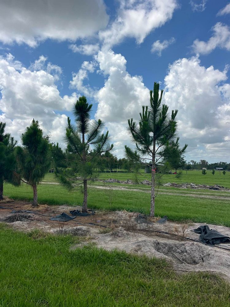 pinus-elliottii-slash-pine