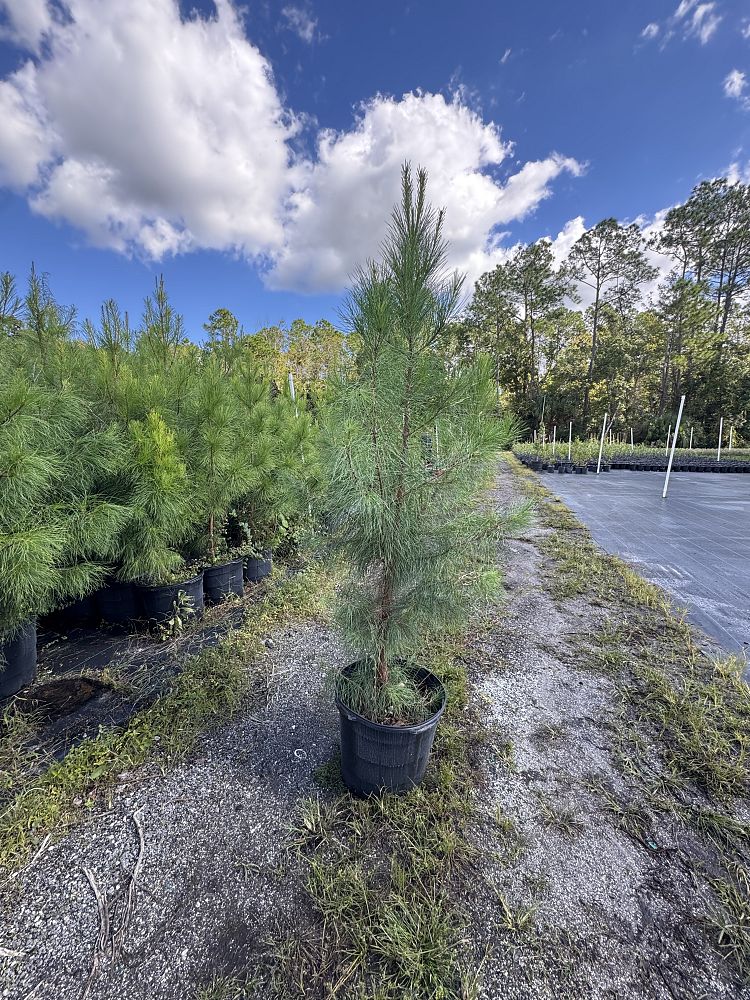 pinus-elliottii-slash-pine