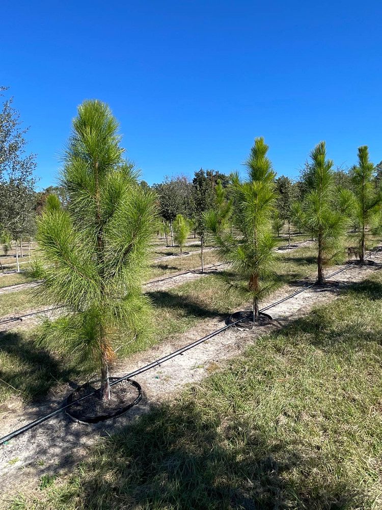pinus-elliottii-slash-pine