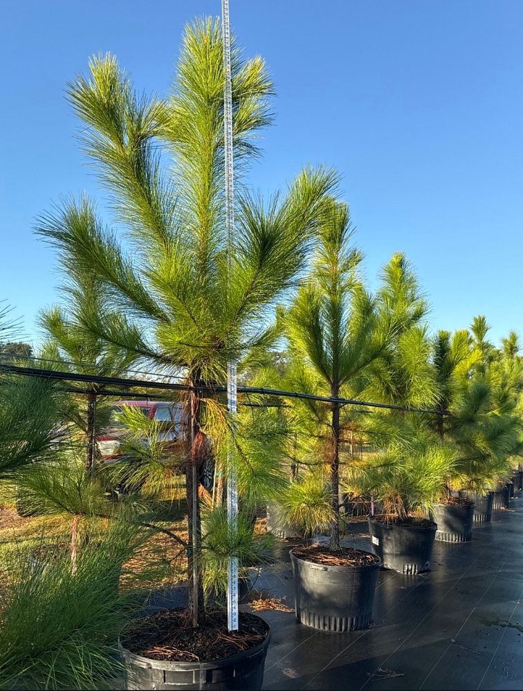 pinus-elliottii-slash-pine