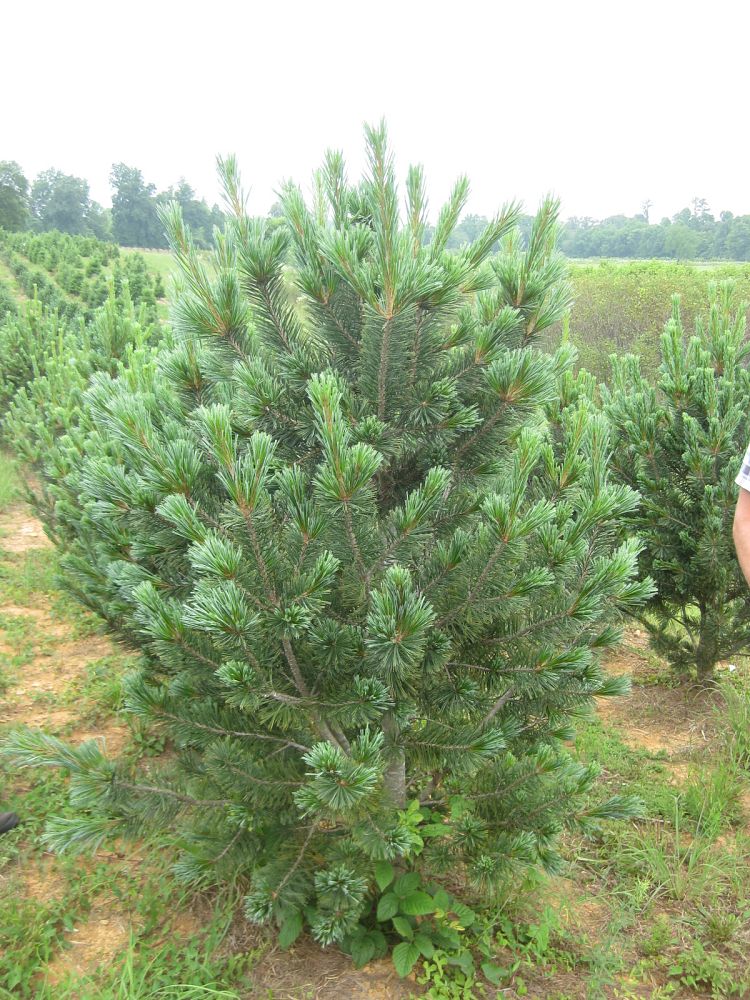 pinus-flexilis-vanderwolf-s-pyramid-blue-limber-pine