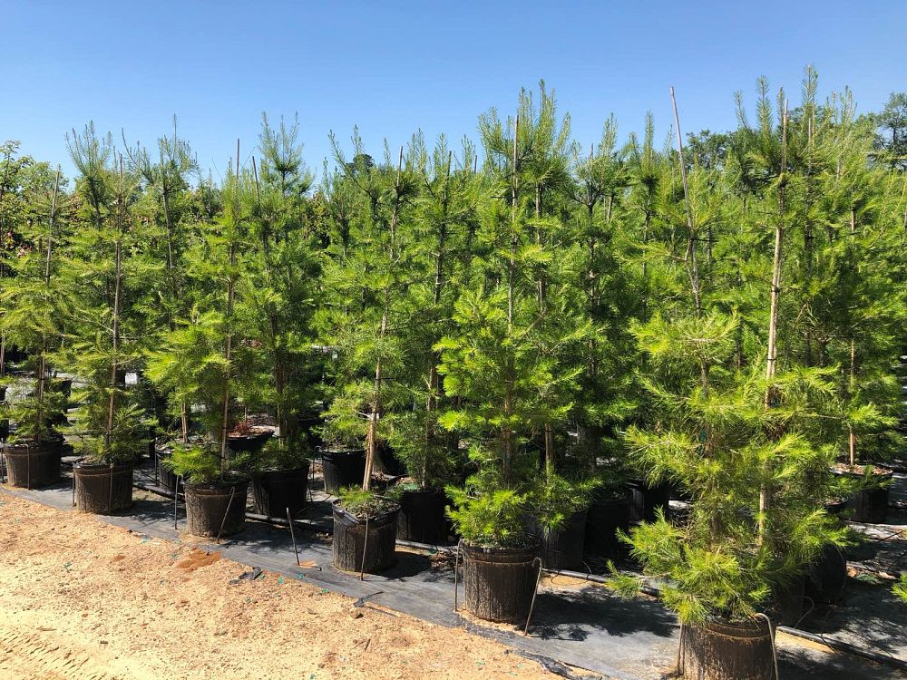 pinus-glabra-spruce-pine