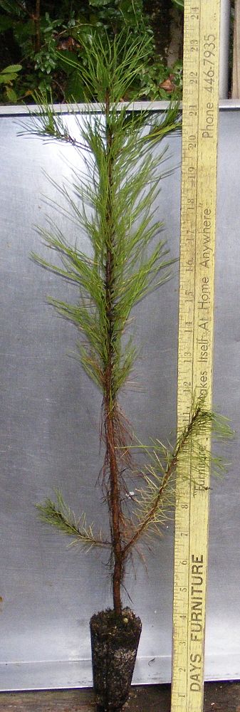 pinus-glabra-spruce-pine