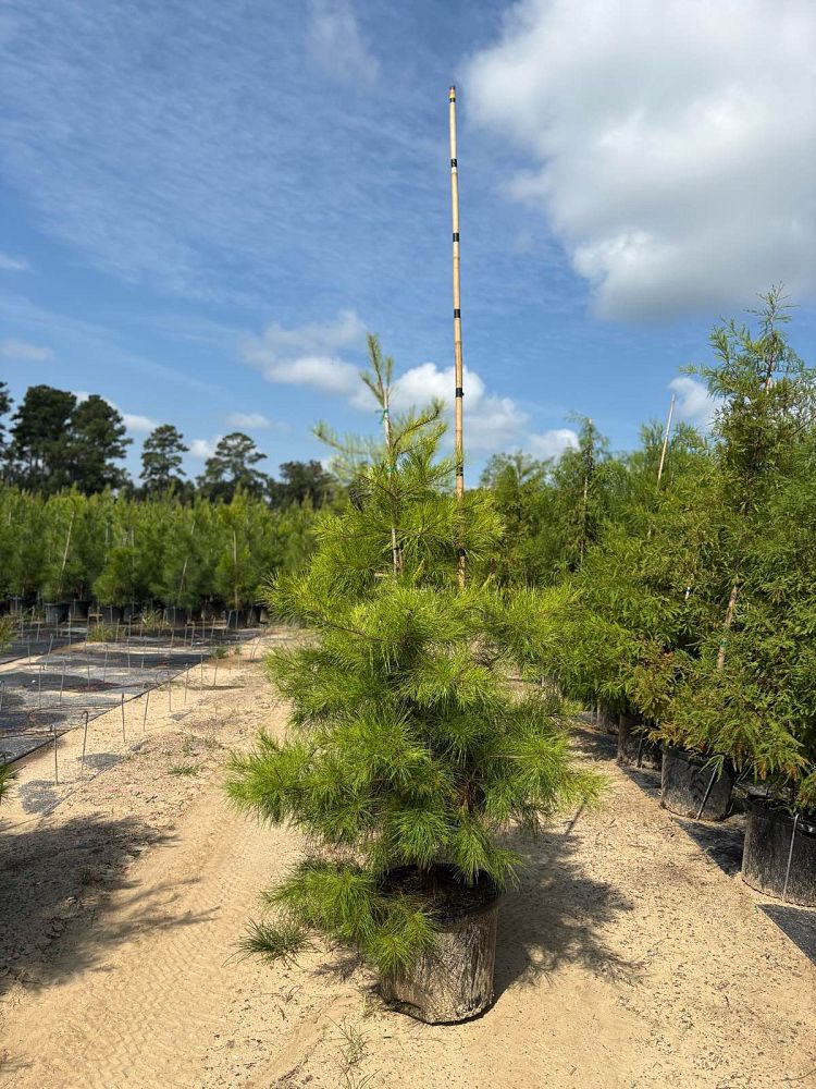 pinus-glabra-spruce-pine