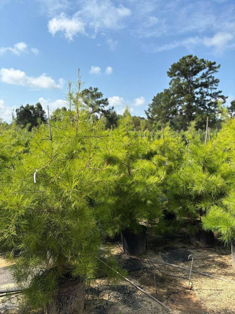 pinus-glabra-spruce-pine