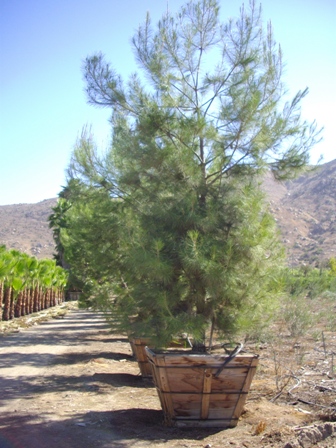 pinus-halepensis-aleppo-pine