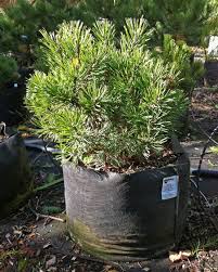 pinus-mugo-pumilio-dwarf-mugo-pine-swiss-mountain-pine