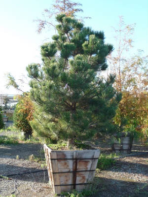 pinus-nigra-european-black-pine-austrian-pine