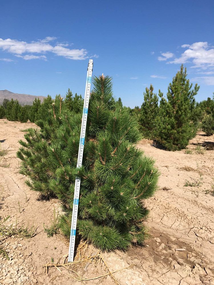 pinus-nigra-european-black-pine-austrian-pine