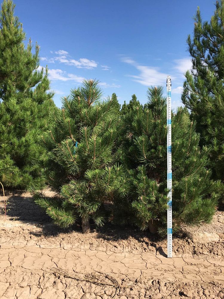 pinus-nigra-european-black-pine-austrian-pine