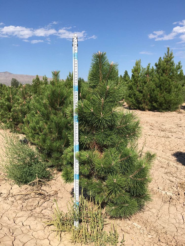 pinus-nigra-european-black-pine-austrian-pine