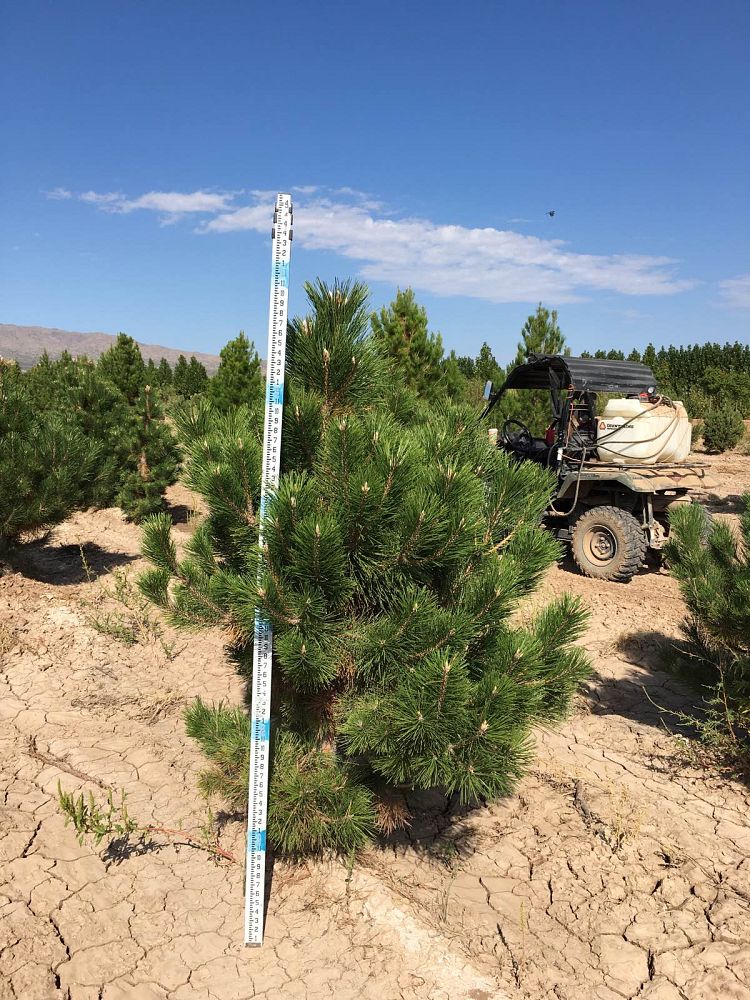 pinus-nigra-european-black-pine-austrian-pine