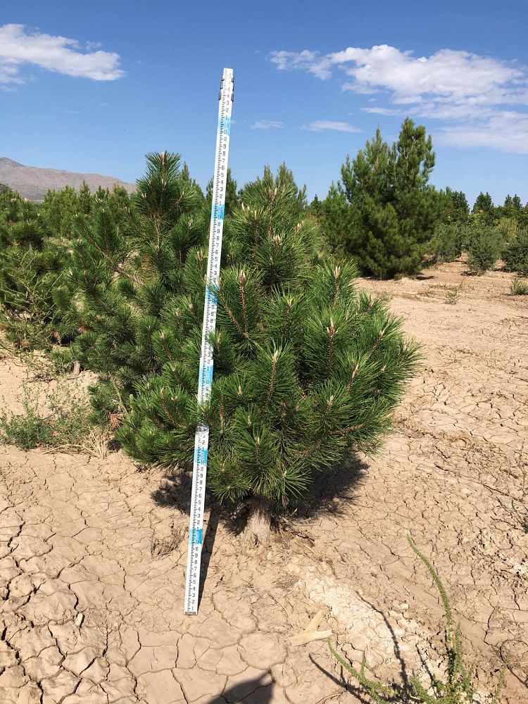 pinus-nigra-european-black-pine-austrian-pine