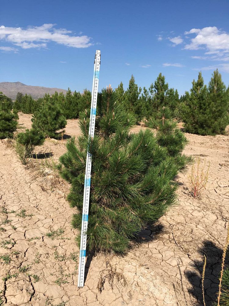 pinus-nigra-european-black-pine-austrian-pine