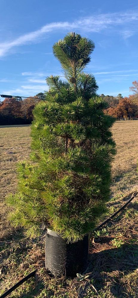 pinus-nigra-european-black-pine-austrian-pine