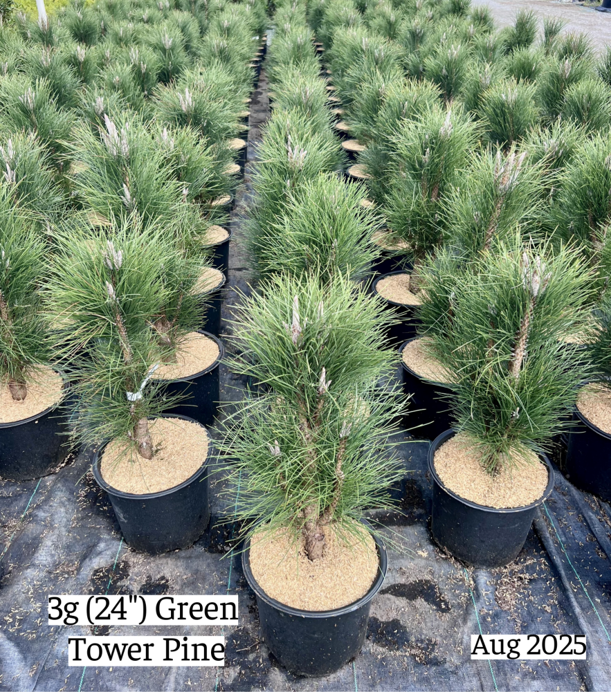 pinus-nigra-green-tower-green-tower-austrian-pine