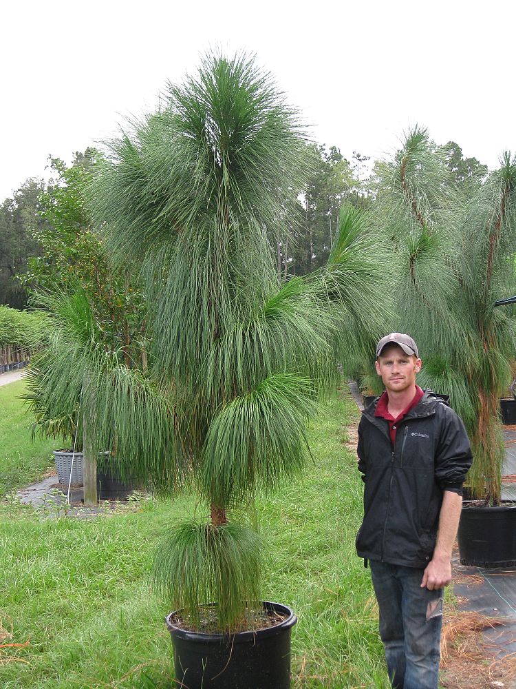 pinus-palustris-longleaf-pine