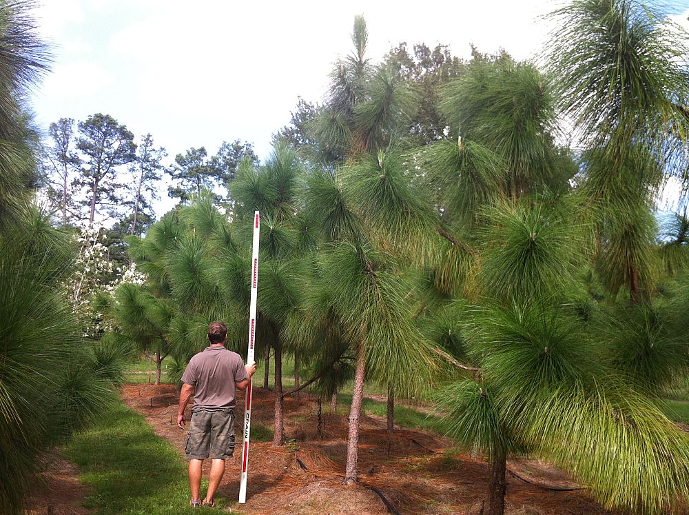pinus-palustris-longleaf-pine