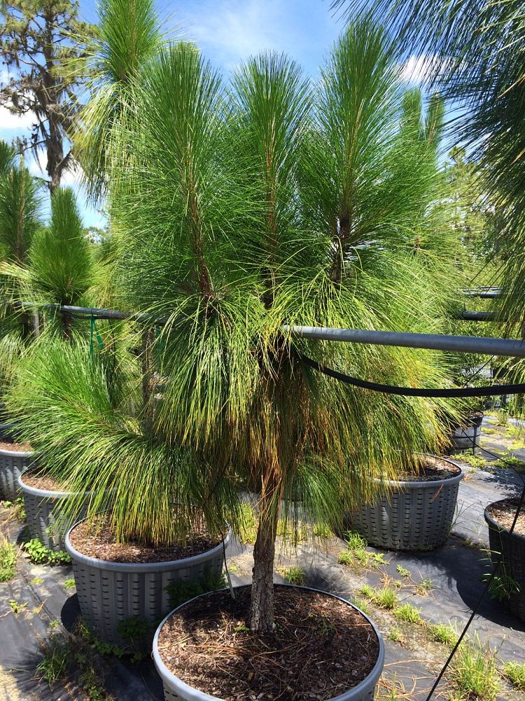 pinus-palustris-longleaf-pine