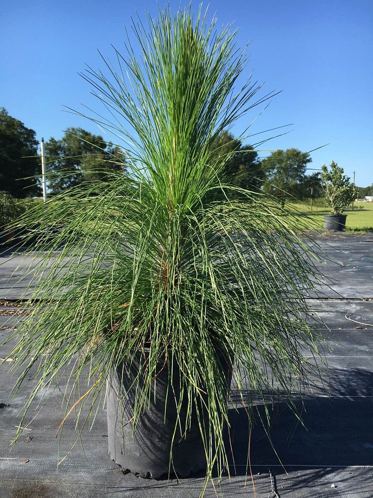 pinus-palustris-longleaf-pine